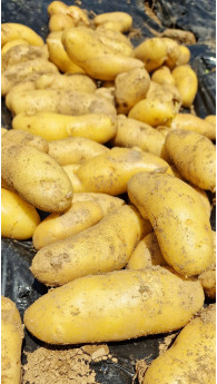 Ekološki mlad krompir - kiflar 1000g
