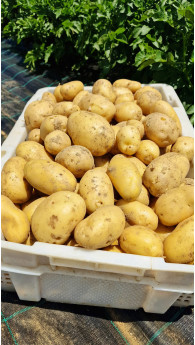 Ekološki krompir za ozimnico 1000g